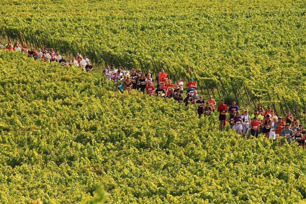 The Surrey Bacchus Half Marathon